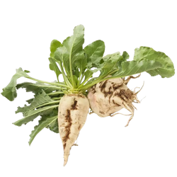 Angelica Polymorpha Sinensis Root Extract