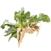 Angelica Polymorpha Sinensis Root Extract
