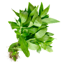 Eclipta Prostrata Extract