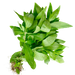 Eclipta Prostrata Extract