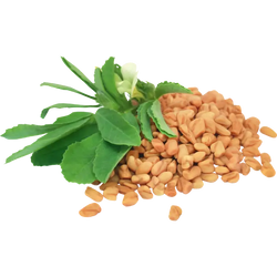 Fenugreek Extract