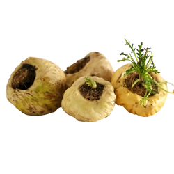 Maca Root Extract
