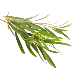 Melaleuca Alternifolia Leaf Oil