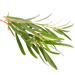 Melaleuca Alternifolia Leaf Oil