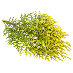Platycladus Orientalis Leaf Extract