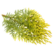 Platycladus Orientalis Leaf Extract