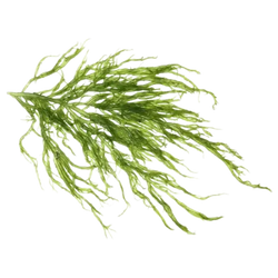 Sargassum Pallidum Extract
