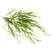Sargassum Pallidum Extract