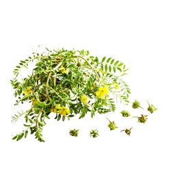 Tribulus Terrestris Extract