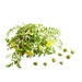 Tribulus Terrestris Extract