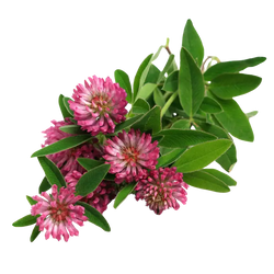 Trifolium Pratense Flower Extract