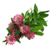 Trifolium Pratense Flower Extract