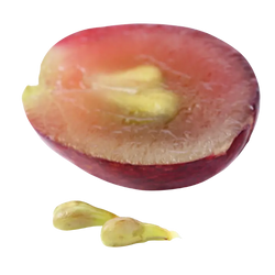 Vitis Vinifera Seed Oil