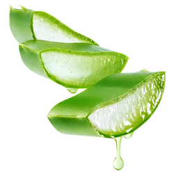 Aloe Andongensis Leaf Juice