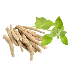 Ashwagandha Extract