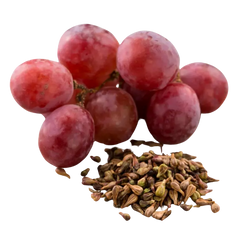 Grape Seed Extract