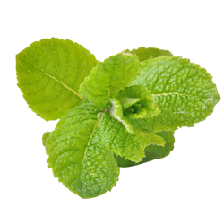 Menthol