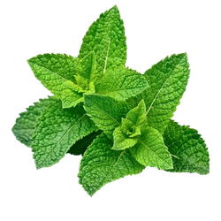 Peppermint Oil