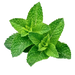 Peppermint Oil