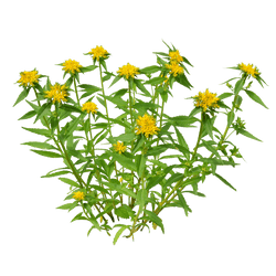 Rhodiola Rosea Extract