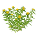 Rhodiola Rosea Extract