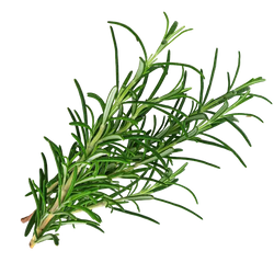 Rosemary Oil 