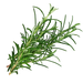 Rosemary Oil 